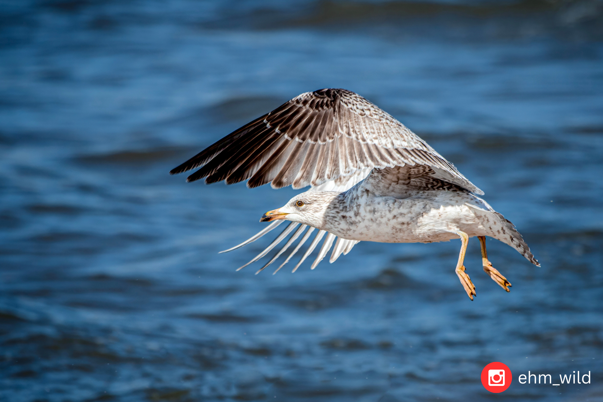 Gull