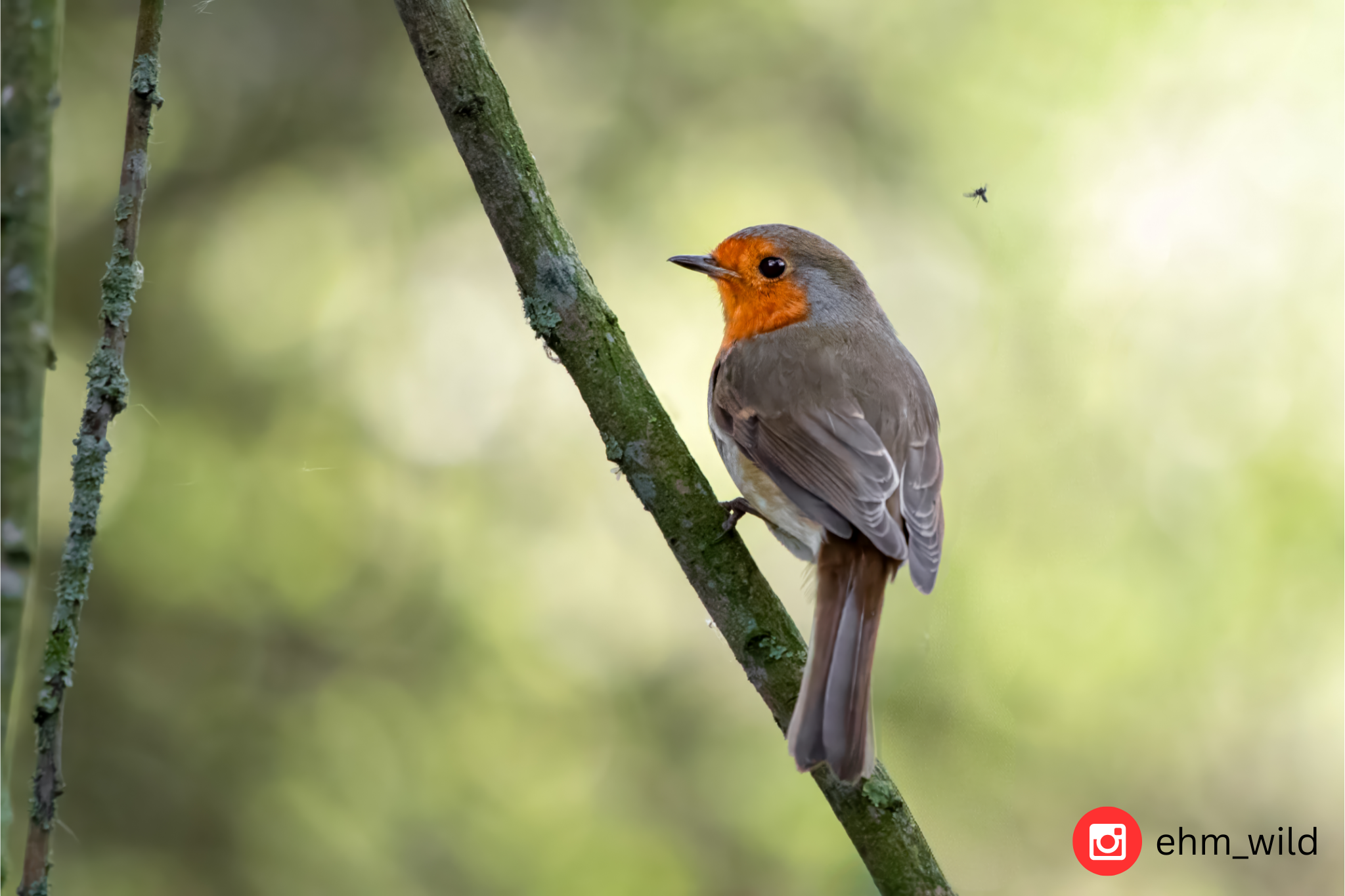 Robin