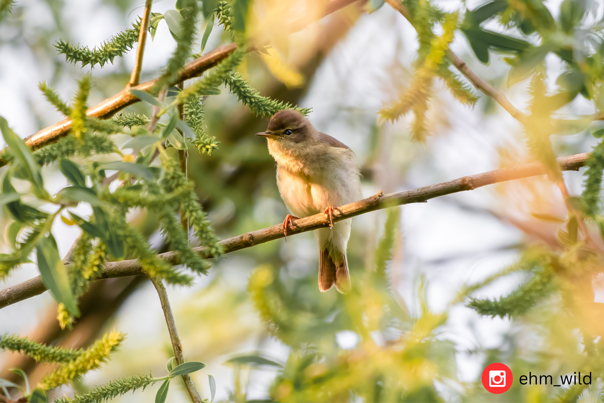 Warbler
