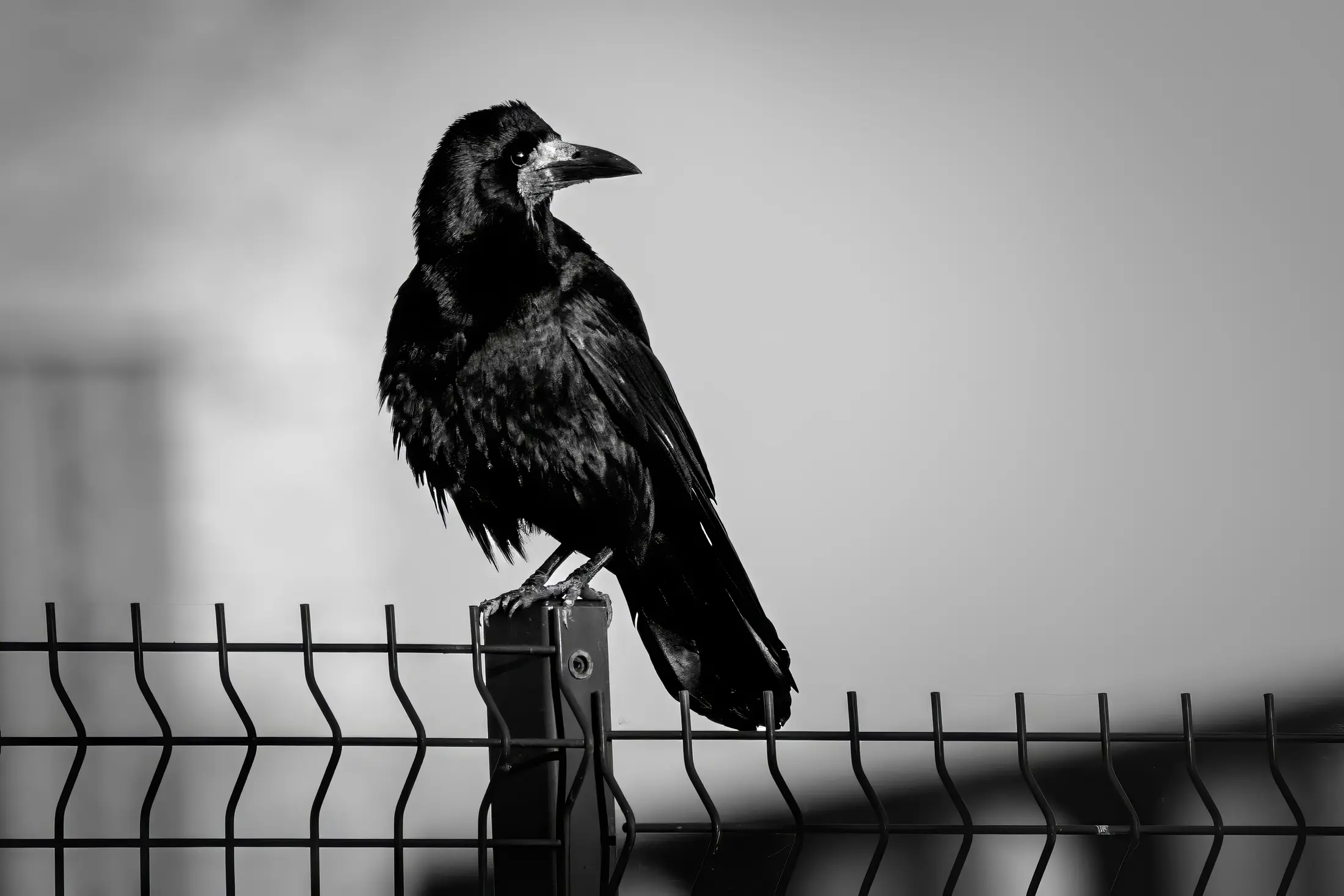 Black and white corvid perched on a fence